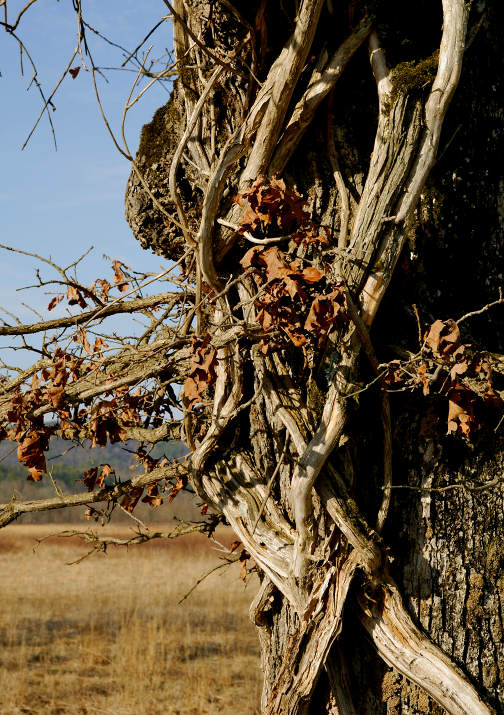 JPG CaS Twisted DSC_0875.jpg