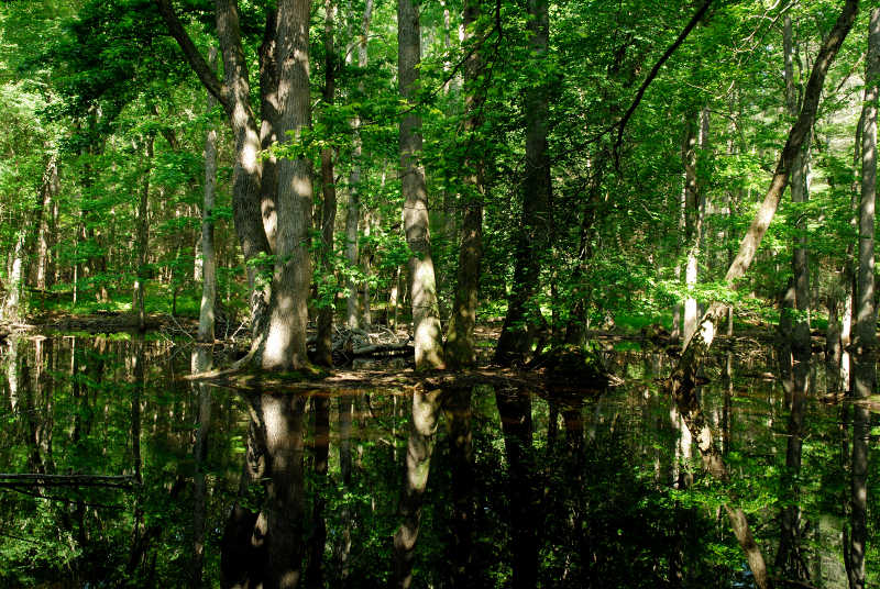 Sweet Gum Island