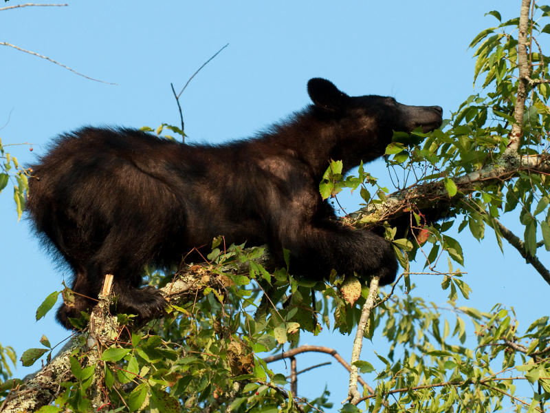  Out On A Limb