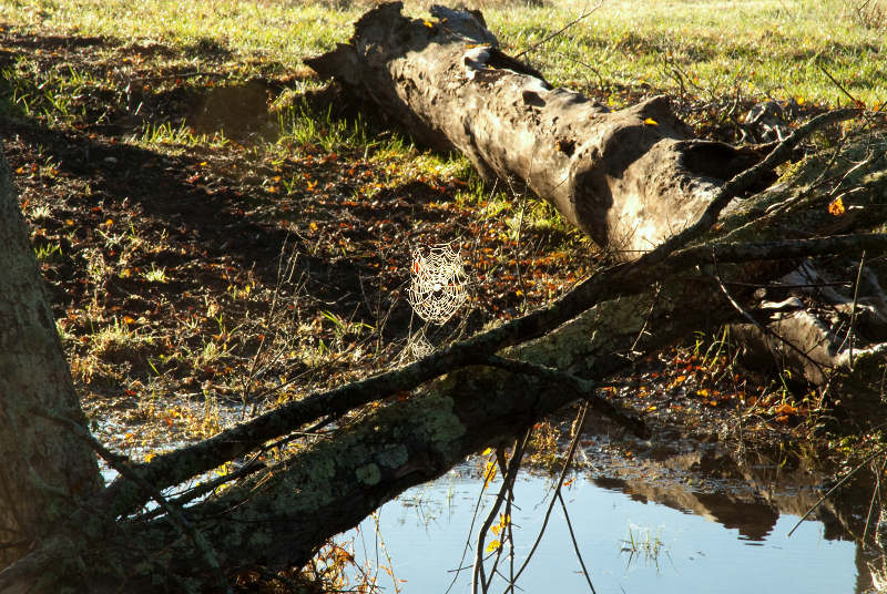 JPG CS 3 Web Sight -2417-3.jpg