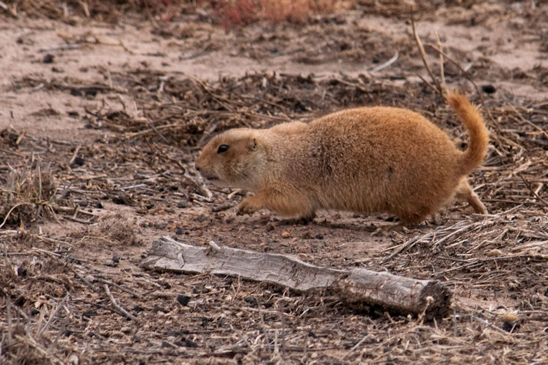 JPG CS 3 Prairie Dog -7074.jpg