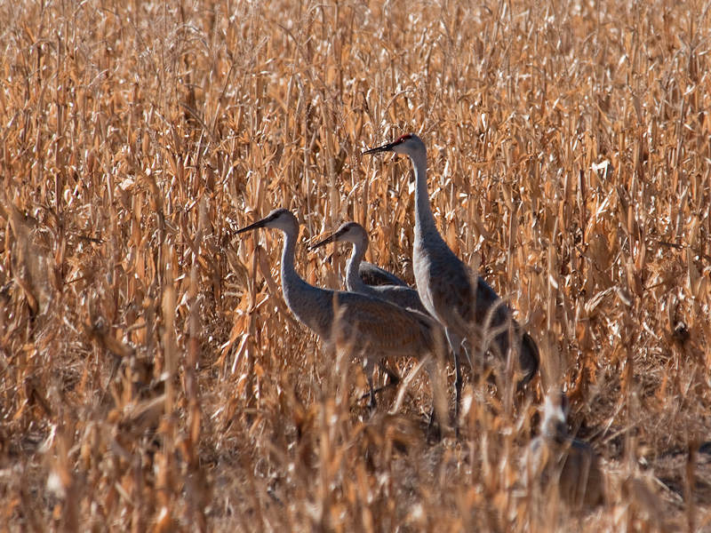 Children Of The Corn