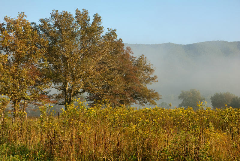 Goldenrod