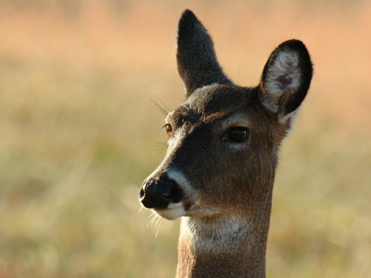 JPG CSb 3Doe Portrait DSC_2521.jpg