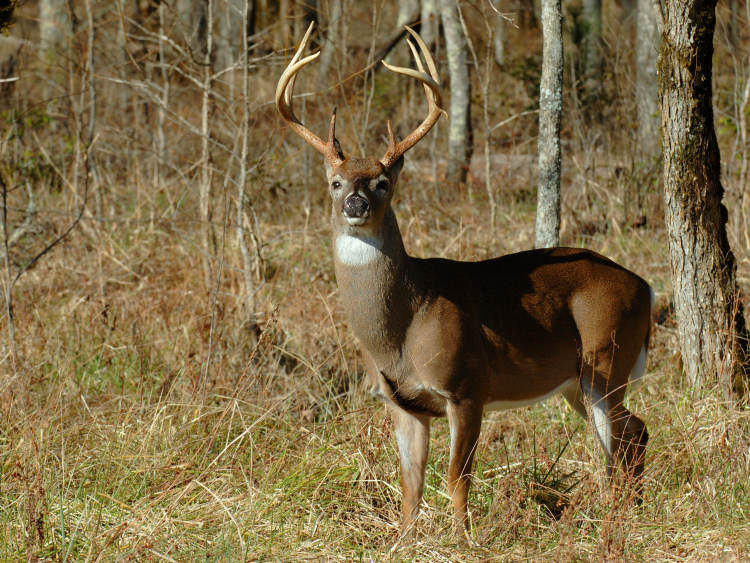 JPG CS 1Tall Buck DSC_2823.jpg