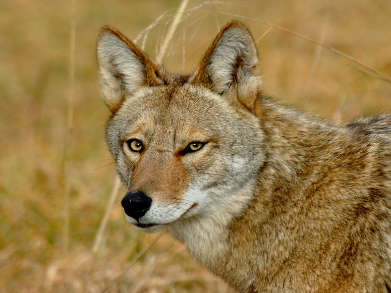 JPG CS aCoyote Eyes DSC_4789.jpg