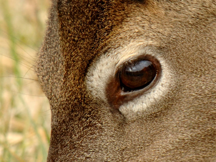 JPG 2CCCS 1Doe Eye DSC_4824.jpg