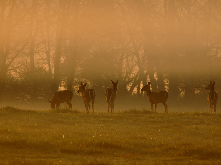 JPG 2CS Deer Mist DSC_6235.jpg