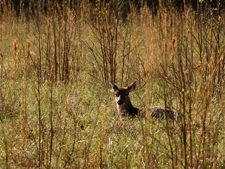 JPG 2CS 1Bedded Down DSC_7542.jpg