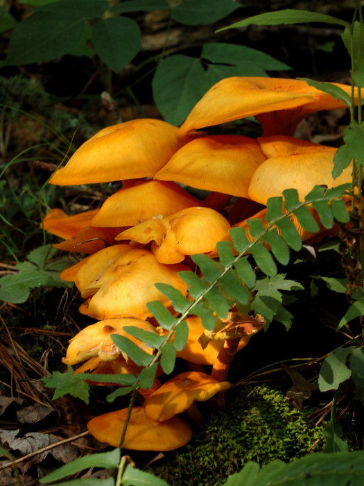JPG CaS 1Orange Fungi DSC_0005.jpg