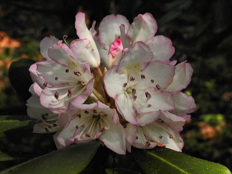 JPG CS 5Rhododendron  P6247784.jpg