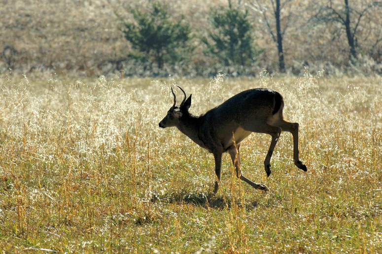 JPG CS 1Running Spike DSC_7376.jpg