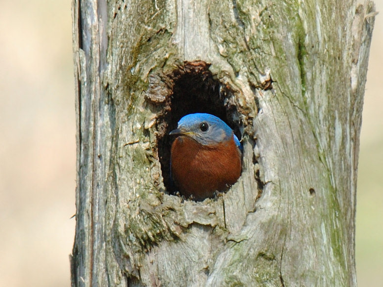JPG CaS Bluebird Home DSC_2291.jpg