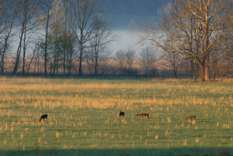 JPG CS Morning Deer DSC_4498.jpg
