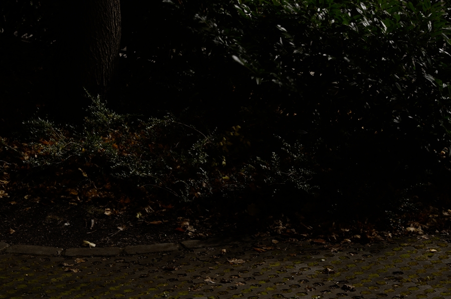 D7K_8285-900orig.jpg