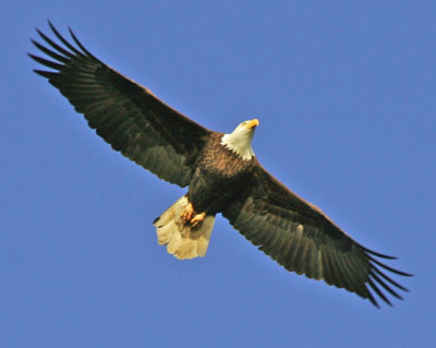 Eagles at Conowingo Dam