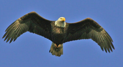 Conowingo Bald Eagle