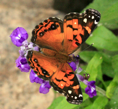 American Painted Lady-Recto