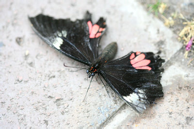 Ruby Spotted Swallowtail