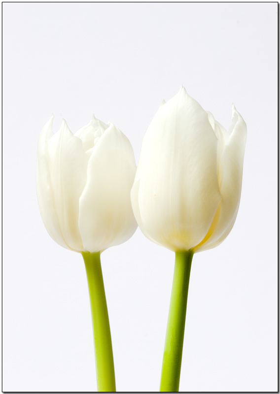 White pair.jpg