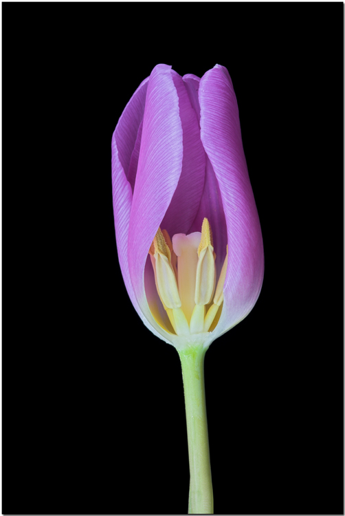 Inside purple.jpg