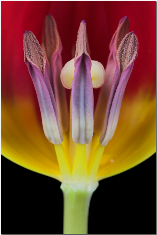 Yellow and red.jpg