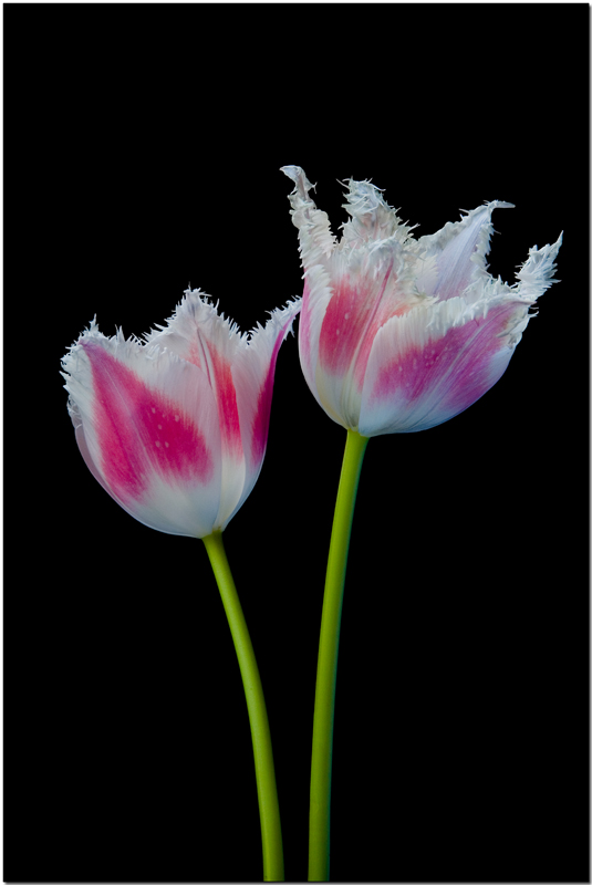 A Pair.jpg