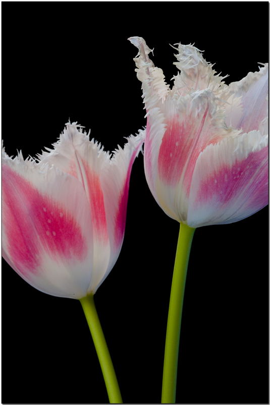 Close Pair.jpg
