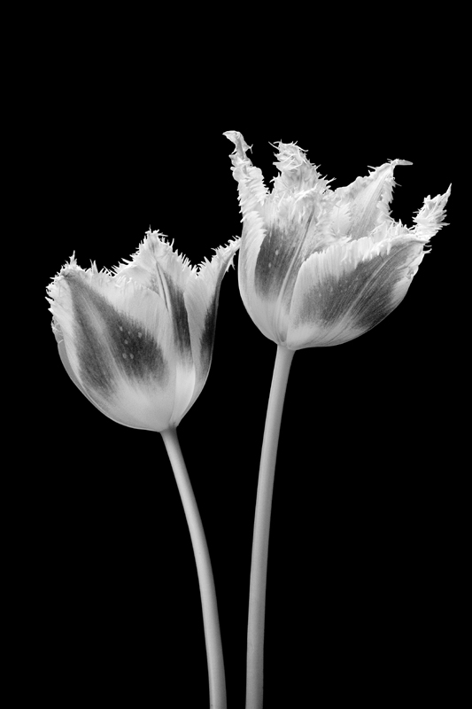 A Pair B  W.jpg