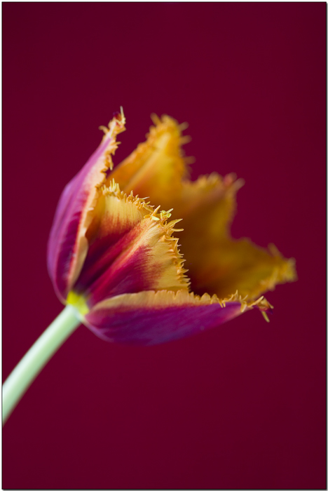 Red yellow.jpg