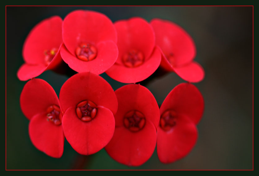 Seeing Red