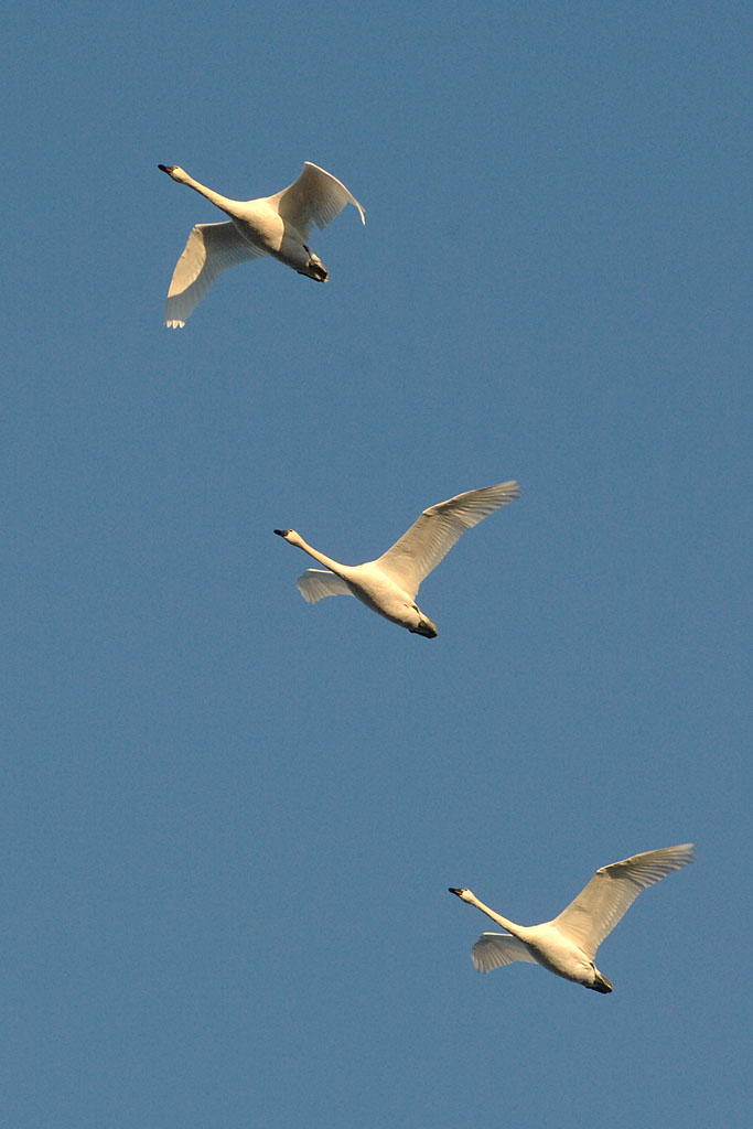 DSC_6393.jpg