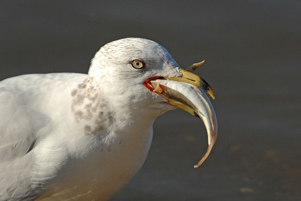 DSC_4144.jpg