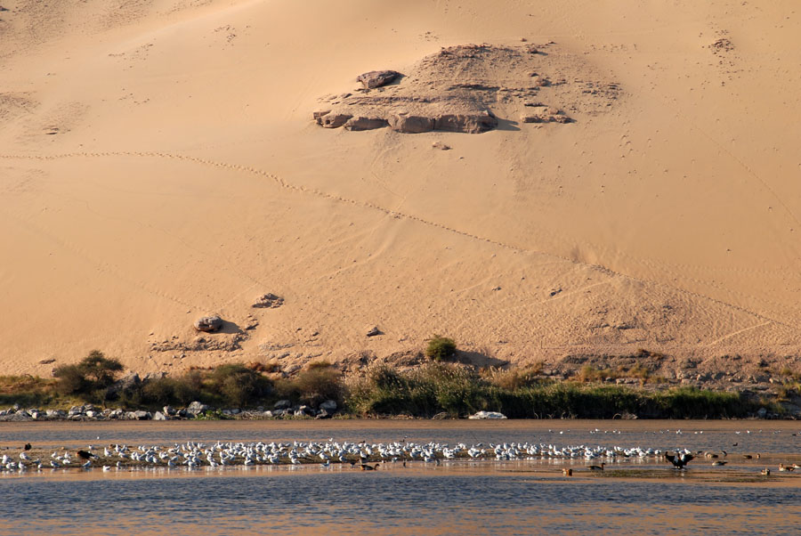 Flock of water birds