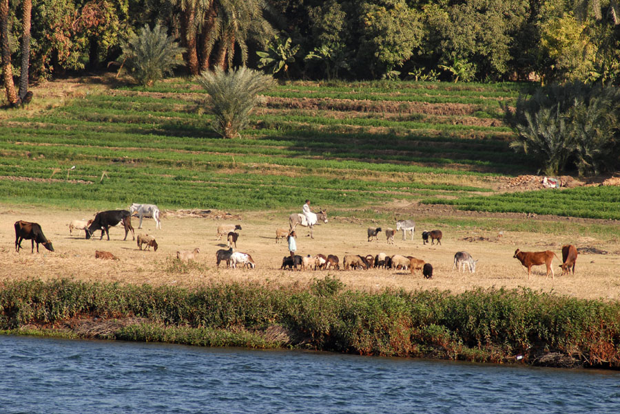 Herds and headsman