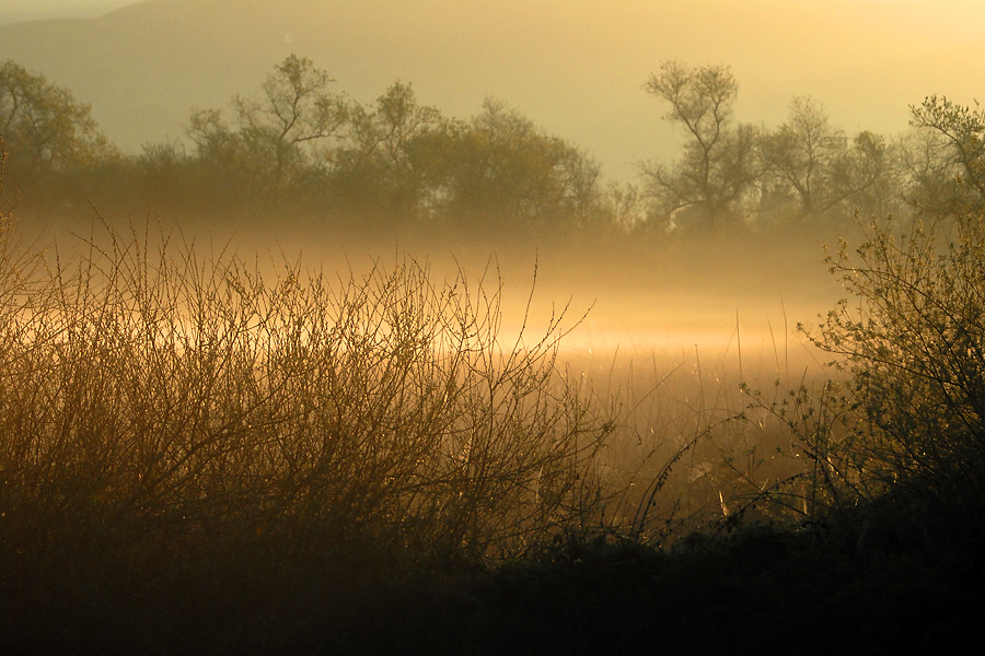 Morning Mist