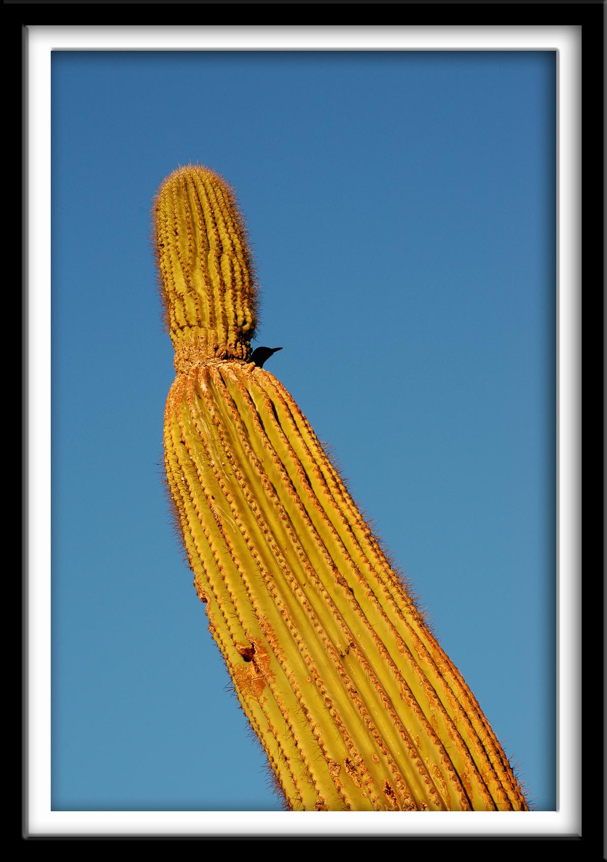 Bird in Cactus