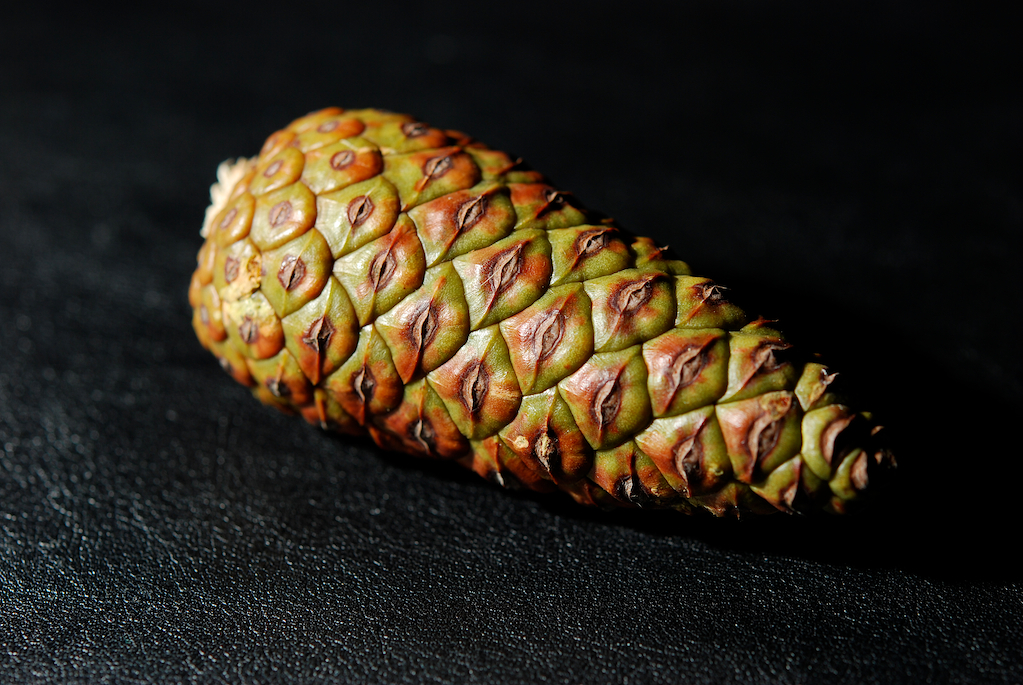 Fibonacci Numbers in Nature