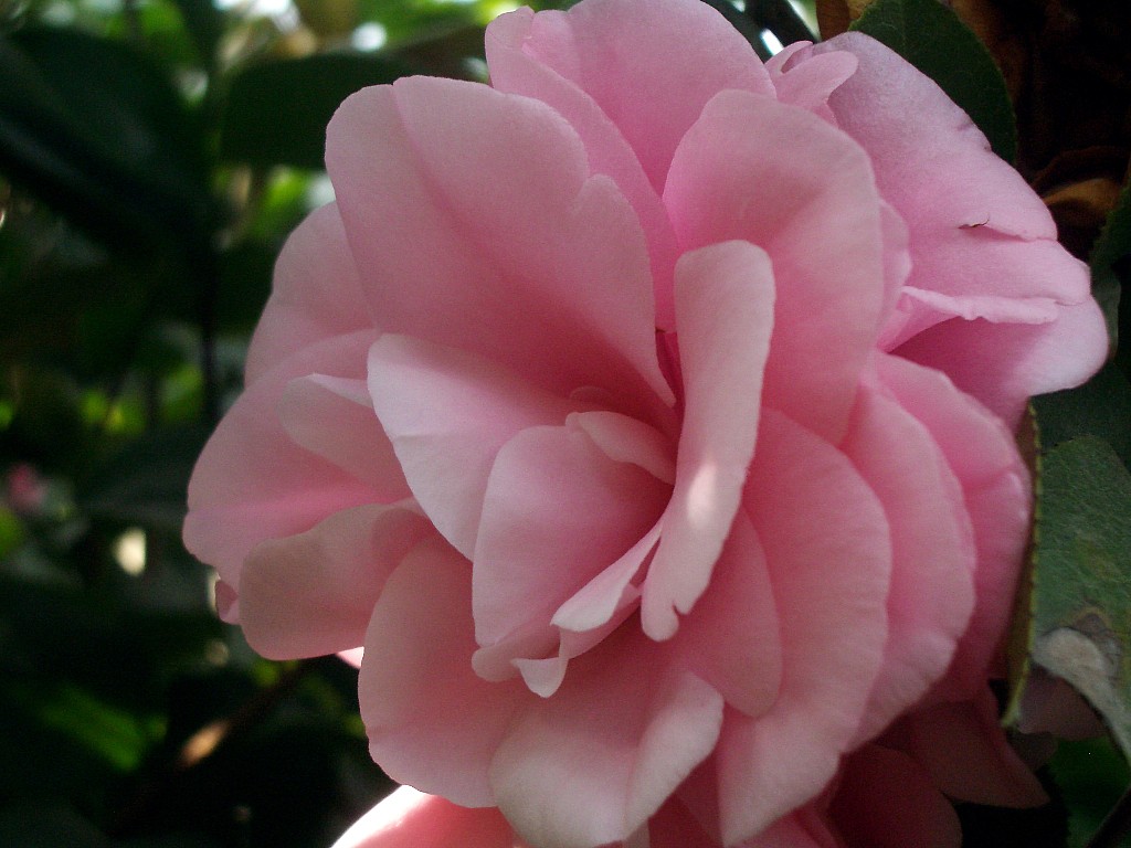 Camellia