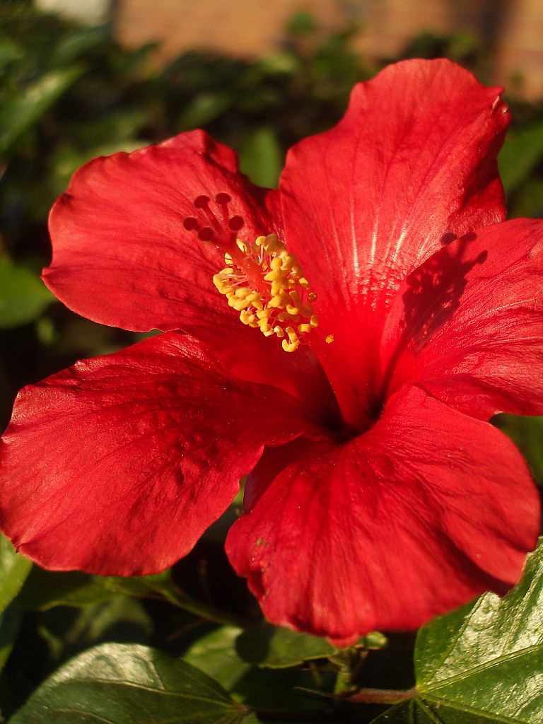 Hibiscus