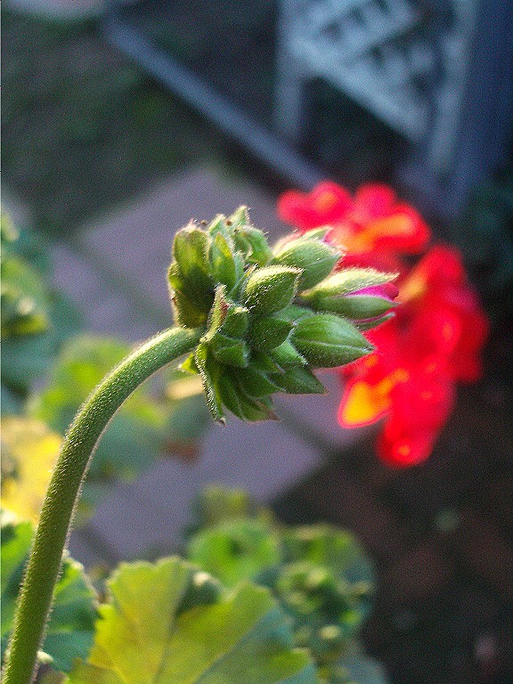 Exploding Flower