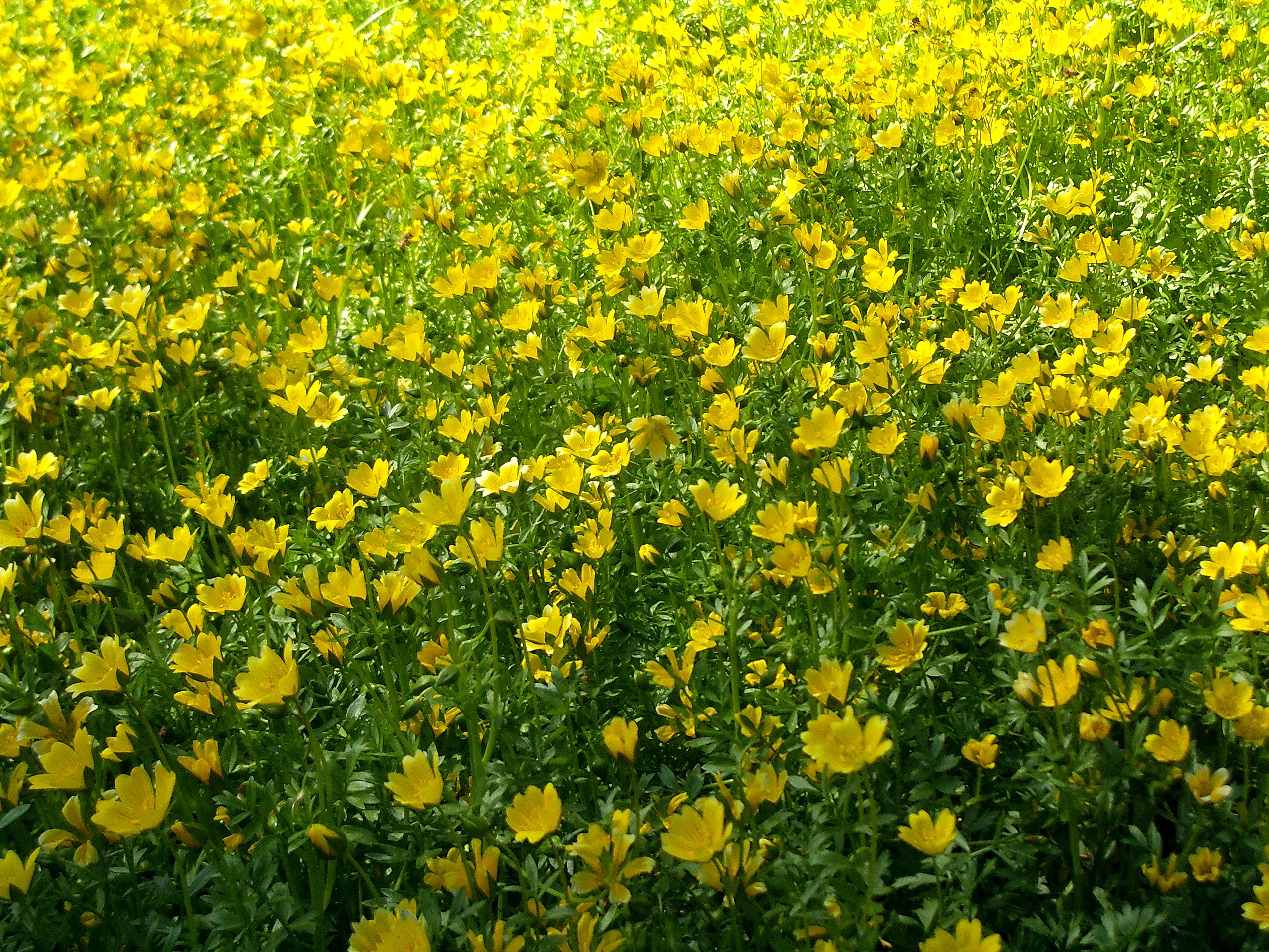 Limnanthes douglasii