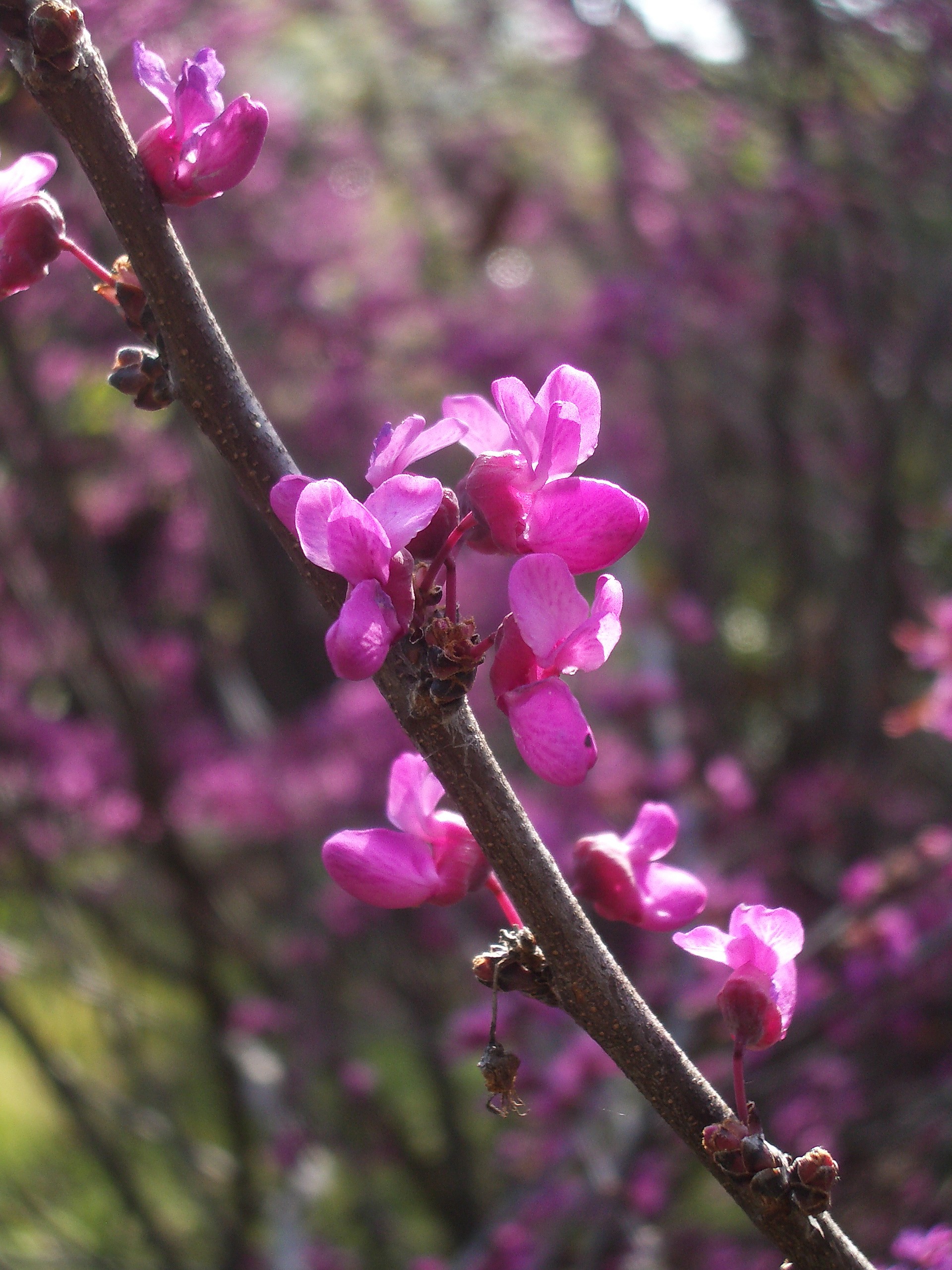 Western Redbud