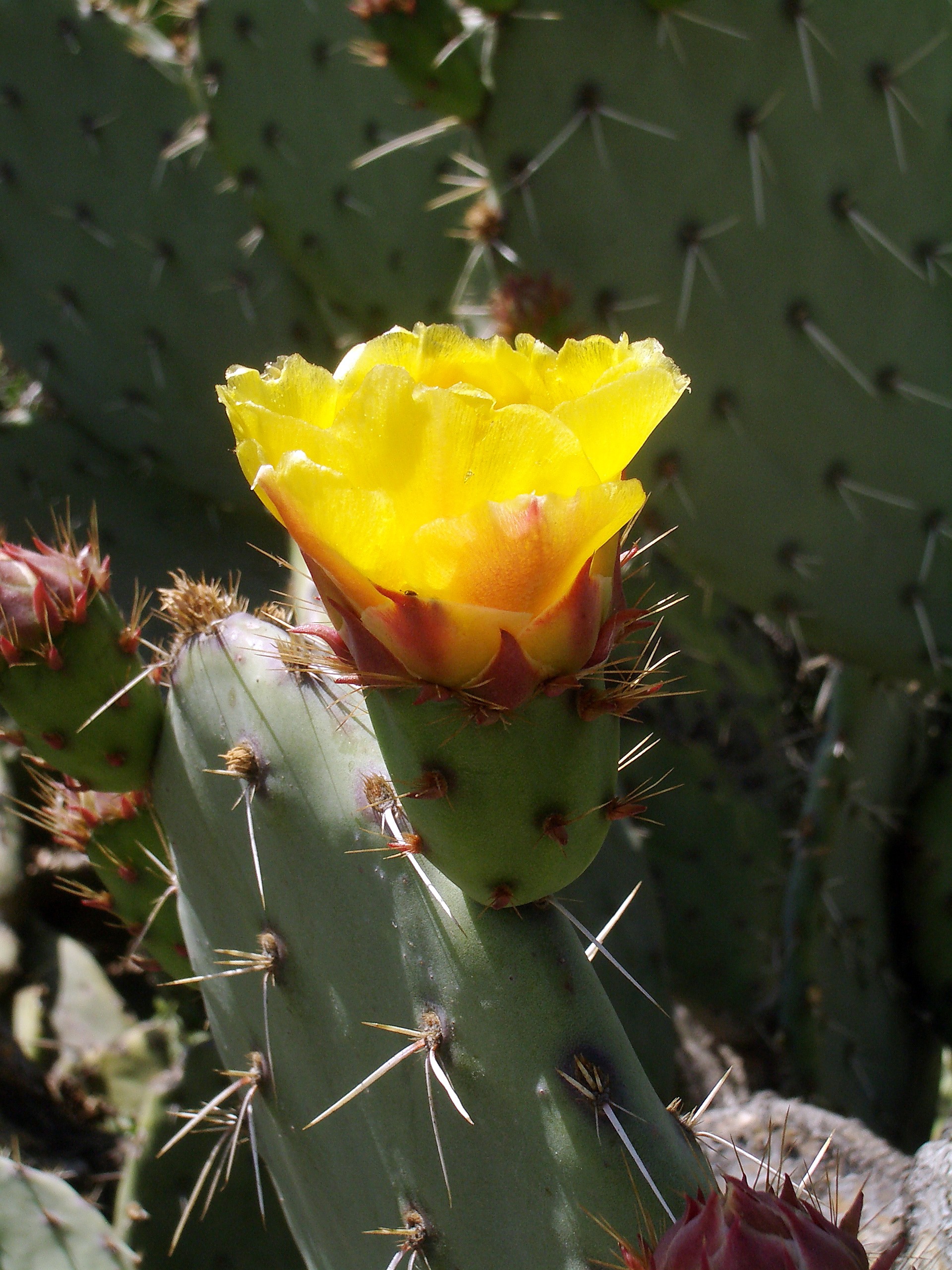 Prickly Pear Cactus