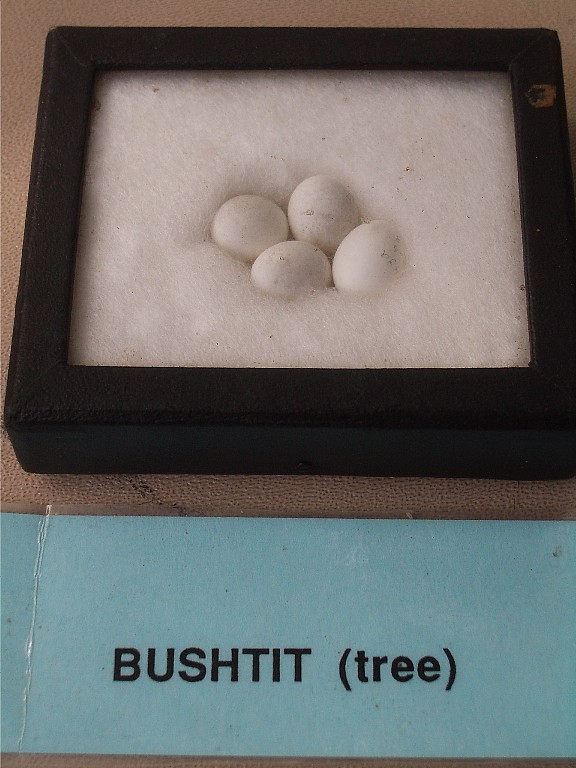 Bushtit Eggs