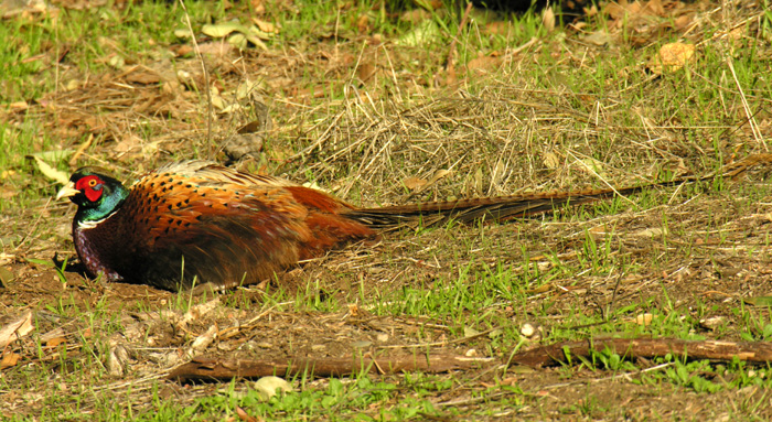 Male Pheasant