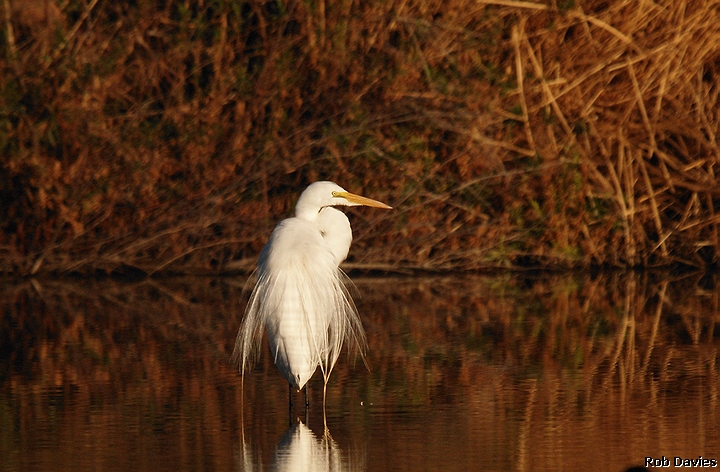 Great Egret