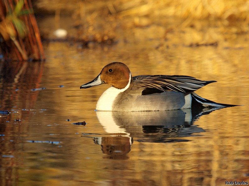 Northern Pintail