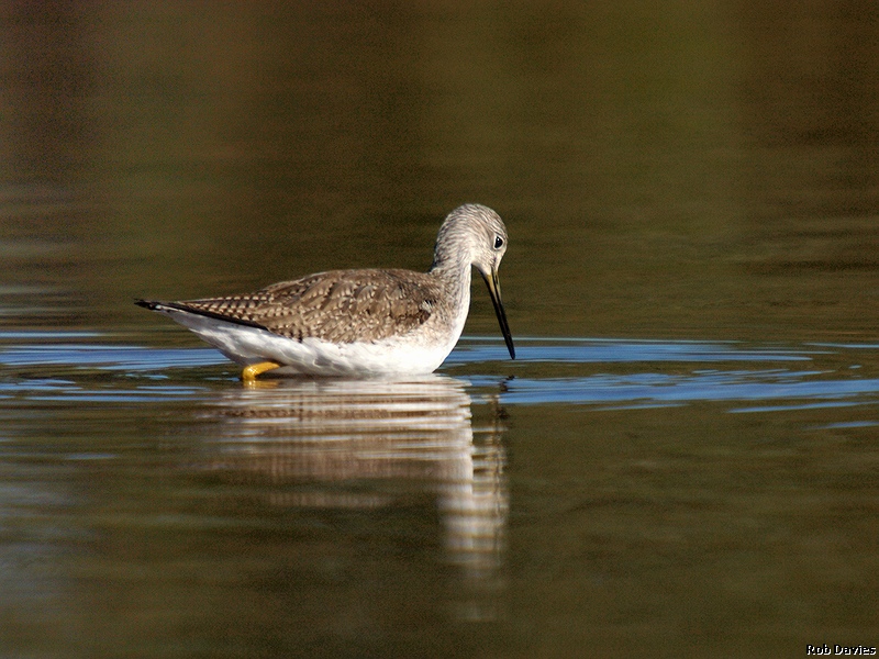 Yellow Legs