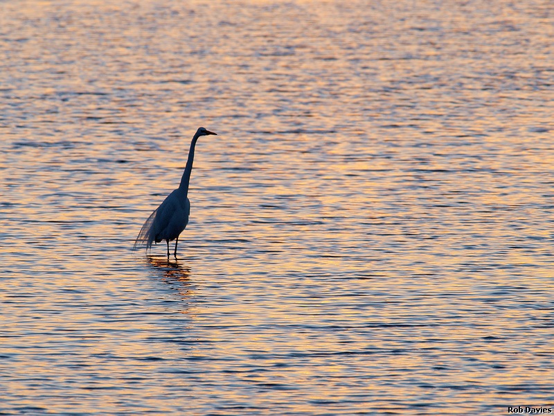 Great Egret